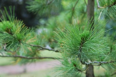 Pinus cembra subsp. sibirica - borovice sibiřská
